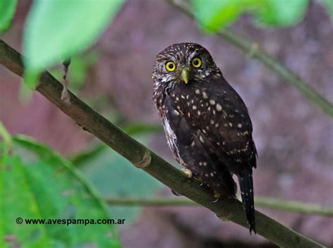 CABURÉ CHAQUEÑO Glaucidium tucumanum Aves Argentinas