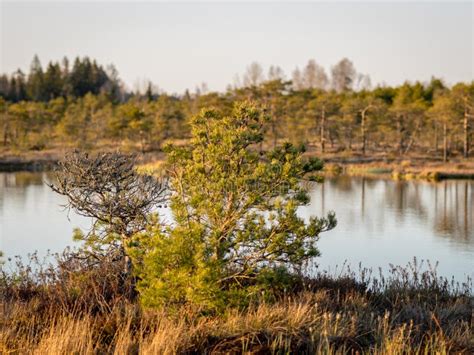 P Ntano Sobrecarregado Rvores E Lago De P Ntanos De Sementes Na