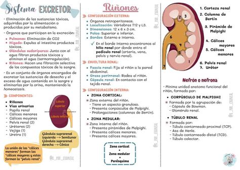 Sistema Excretor Humano | Décimo Par Craneal | uDocz