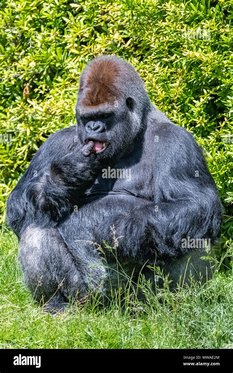 Gorilla, monkey, dominating male sitting in the grass, funny attitude ...