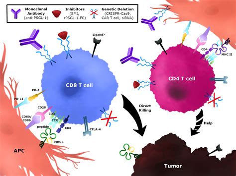 Frontiers Psgl Immune Checkpoint Inhibition For Cd T Cell Cancer