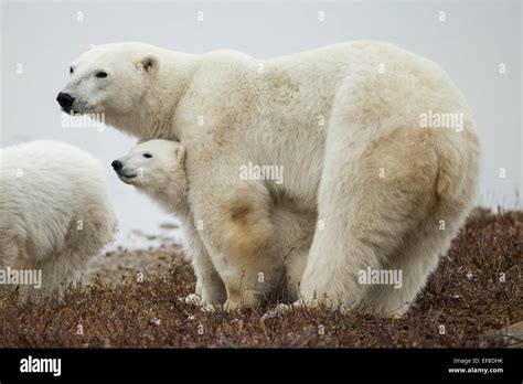 Canada Manitoba Churchill Adult Female Polar Bear Ursus Maritimus