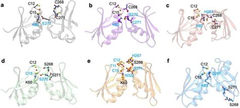 Ijms Special Issue Copper In Biology Maturation Of Copper Proteins