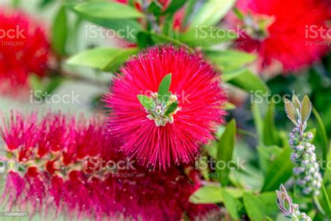 Red Bottlebrush Flowers Background With Copy Space Stock Photo