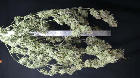 How to Maximize Yield in Autoflowers