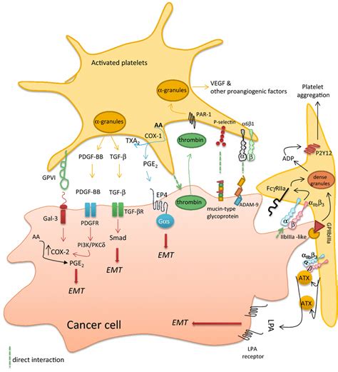 Molecular Determinants Involved In The Crosstalk Between Platelets And