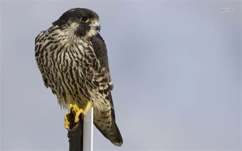 🔥 [50+] Peregrine Falcon Wallpapers | WallpaperSafari