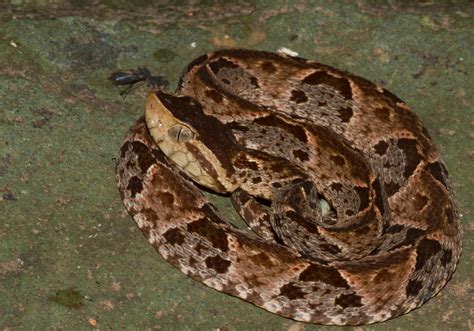 Fer De Lance Reptiles Of Costa Rica S Southern Caribbean Lowlands