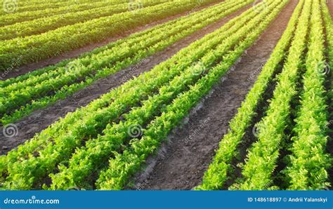 Las Plantaciones De La Zanahoria Se Crecen En El Campo Filas Vegetales