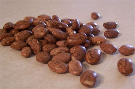 dried beans  plant based family