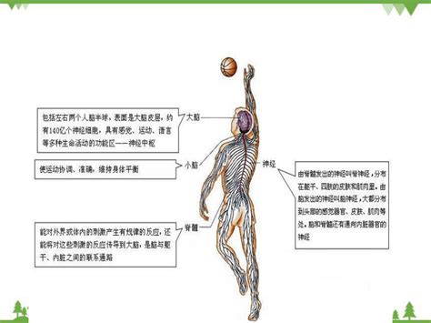 人教版生物七年级下册 第六章 第二节 《神经系统的组成》 课件共26张ppt21世纪教育网 二一教育