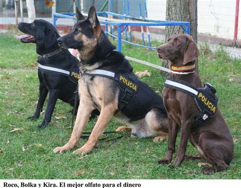 Punto Cero Guias Caninos Bcl Cuerpo Nacional De Policia