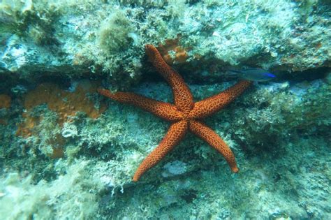 Réserve naturelle de Cerbère Banyuls Etoile de mer Zoomer pour voir