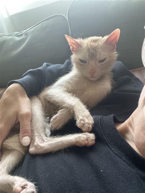 Dougie has FOMO : r/Lykoicats