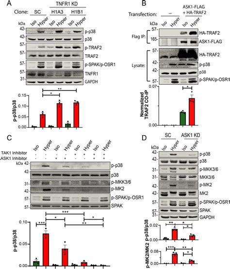MAP3Ks, ASK1 and TAK1 induce p38 activation in HeLa cells upon ... 