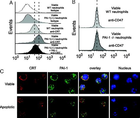 Pai Inhibits Neutrophil Efferocytosis Pnas