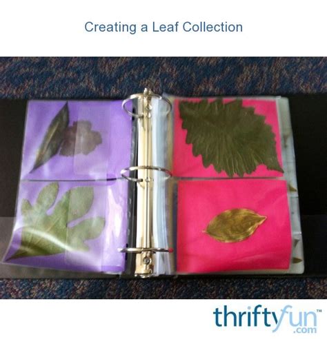 Creating a Leaf Collection | ThriftyFun