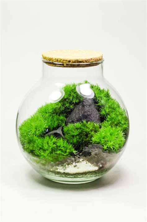 Флорариум - купить в Москве недорого | Магазин Moss-Florarium.ru