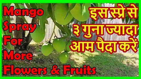 Mango Spray For 3 Times More Fruits Mango Flowering Spray Youtube