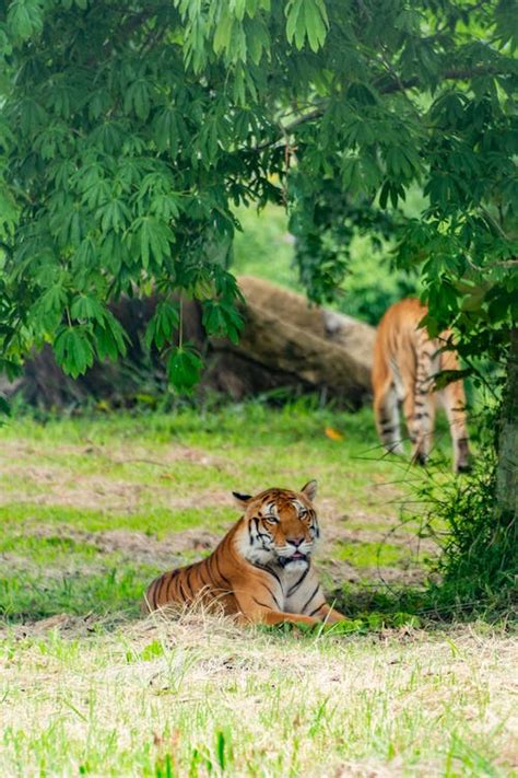 Tiger Lying on Grass under Tree · Free Stock Photo