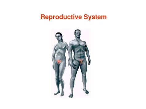 Ppt Reproductive System Powerpoint Presentation Free Download Id