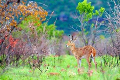 Nyanga National Park - Zimbabwe