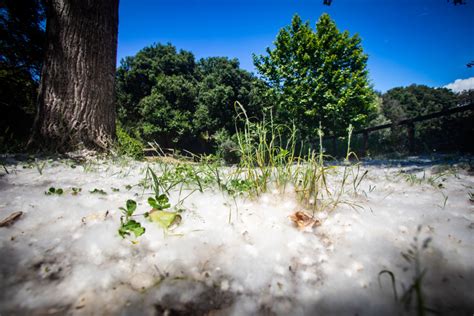 Santé La Corse placée en risque d allergie élevé aux pollens par le