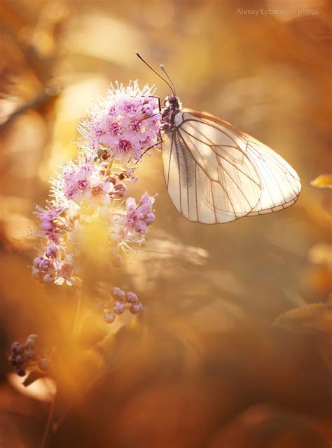 Beautiful Butterflies Beautiful Flowers Beautiful Places Lovely