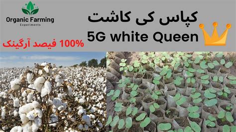 Cotton Farming White Queen G Cotton Seed Kapas Ki Kasht In