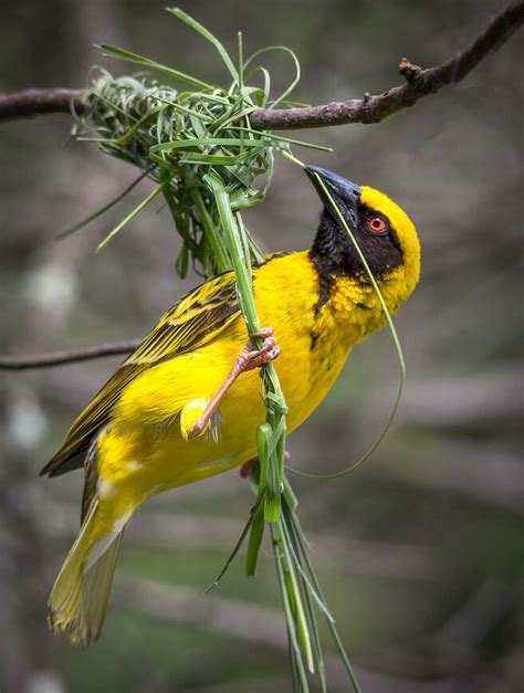 Crowd Results African Birds In Their Natural Habitat Bird Photo