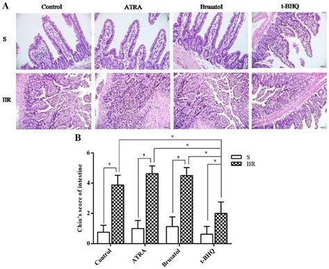 Protective Effect Of Nrf2 Activation On IIR Induced Intestinal Injury