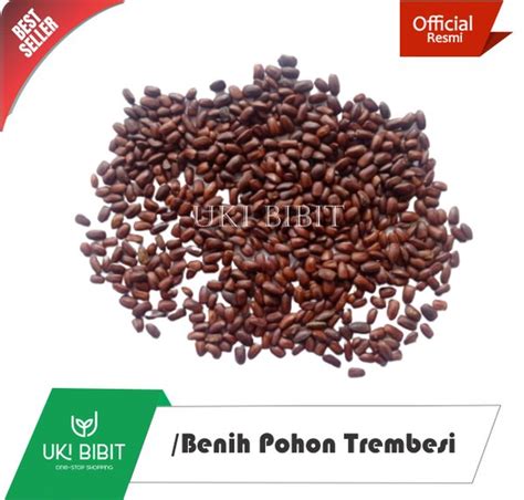 Jual Jual 10 Gram Benih Pohon Trembesi Samanea Saman Jacq Merr Di Lapak Uki Bibit Bukalapak