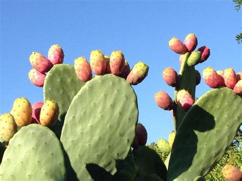 Guía completa de cuidados y especies de Opuntia: el cactus más versátil