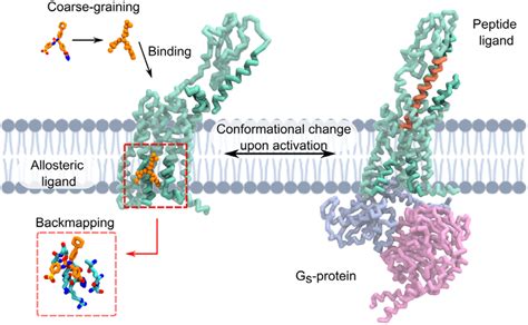 Schematic Representation Of A Gpcr Pdb Ids Xez Lmk In Inactive