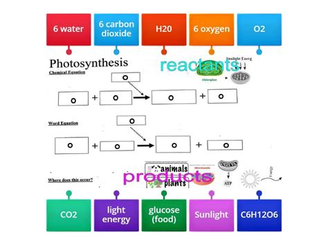 Photosynthesis Equation - Labelled diagram