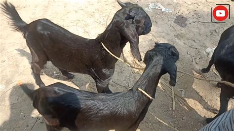 ব্ল্যাক বেঙ্গল জাতের ছাগল কিনুন মাত্র ৫ হাজার টাকায় Chagoler Dam