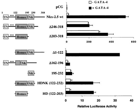 Mapping Of Nkx Domains Required For Transcriptional Synergism With