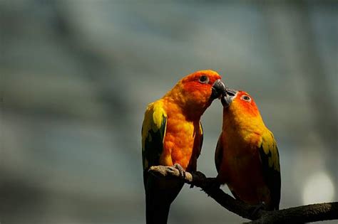 40+ Pair Of Parrot Birds Kissing Stock Photos, Pictures & Royalty-Free Images - iStock