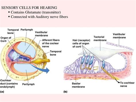 Human ear and Physiology of Hearing