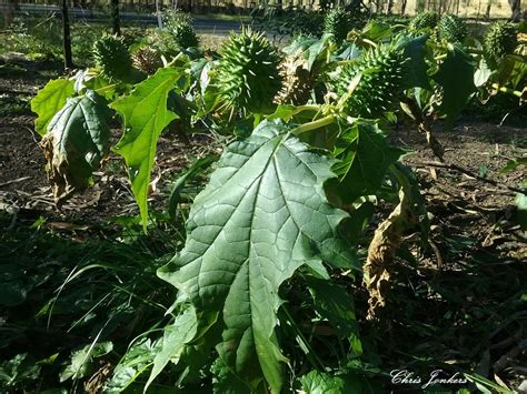 Jimsonweed From Wolgan Valley Nsw Australia On July At