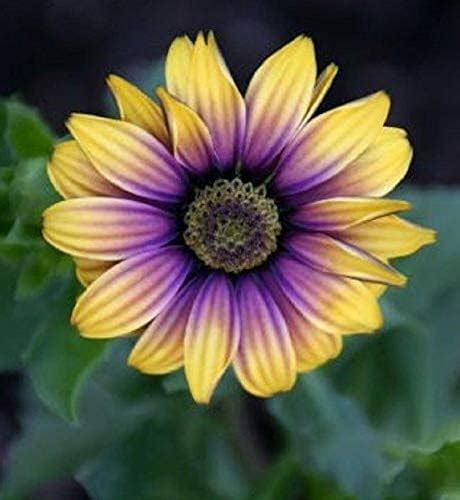 Graines De Purple Daisy Jaune Osteospermum Fleur D Afrique Du Jardin