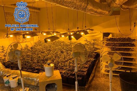 Descubren Una Plantaci N De Marihuana En Un Chalet De Rivas Diario De