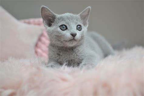 Russian Blue Kittens for sale | Russian Blue cats for sale