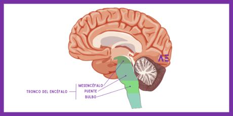 Tronco Encef Lico Definici N Estructuras Funciones Y Relaciones Con