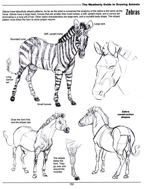 Zebra Anatomy - Anatomical Charts & Posters