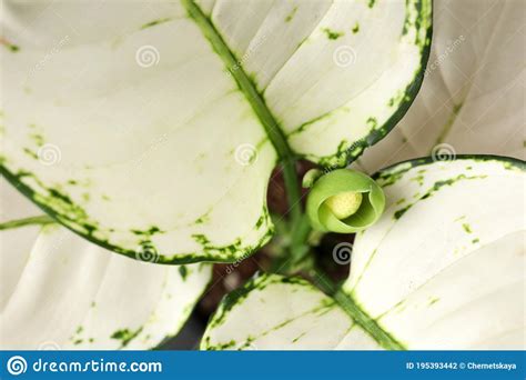 Aglaonema Con Hermosas Hojas Como Fondo Planta Tropical Foto De