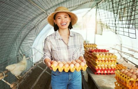 Strategies for Maximizing Egg Production in Your Chicken Farm: Tried and Tested Strategies