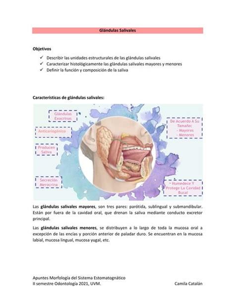 Glándulas Salivales Cami Catalán uDocz