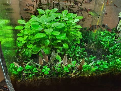 Cryptocoryne lutea ‘Hobbit’ – submerged vs. emersed growth - Fireplace ...