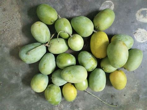 Pin By Bablu Mandal On Mng Mango Fruit Mango Tree Fruit